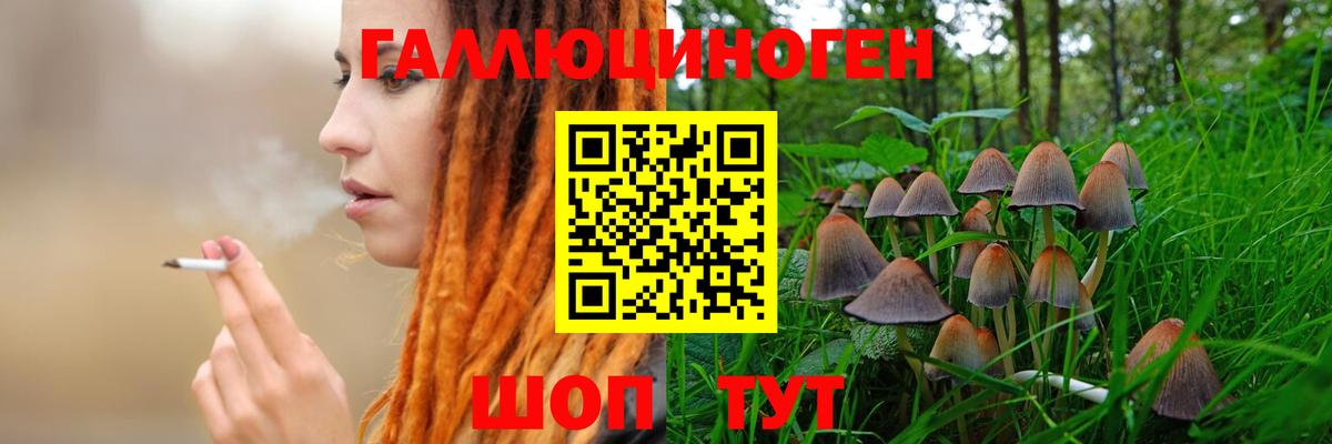 Алатырь  Псилоцибиновые грибы Psilocybine cubensis  купить закладку  Вход с VPN 